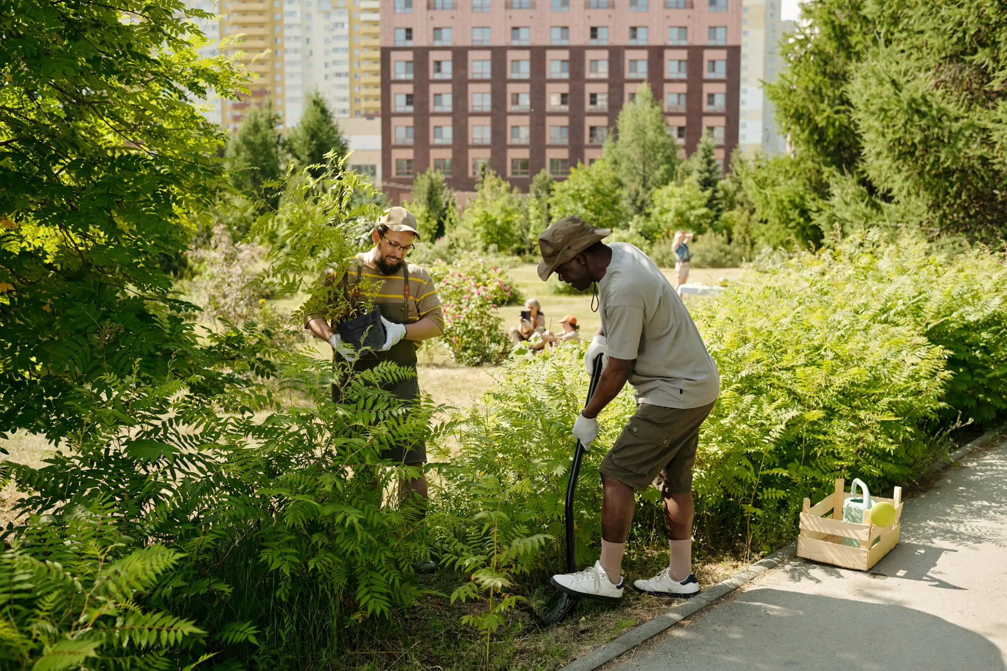 Volunteers planting shrubs in city park