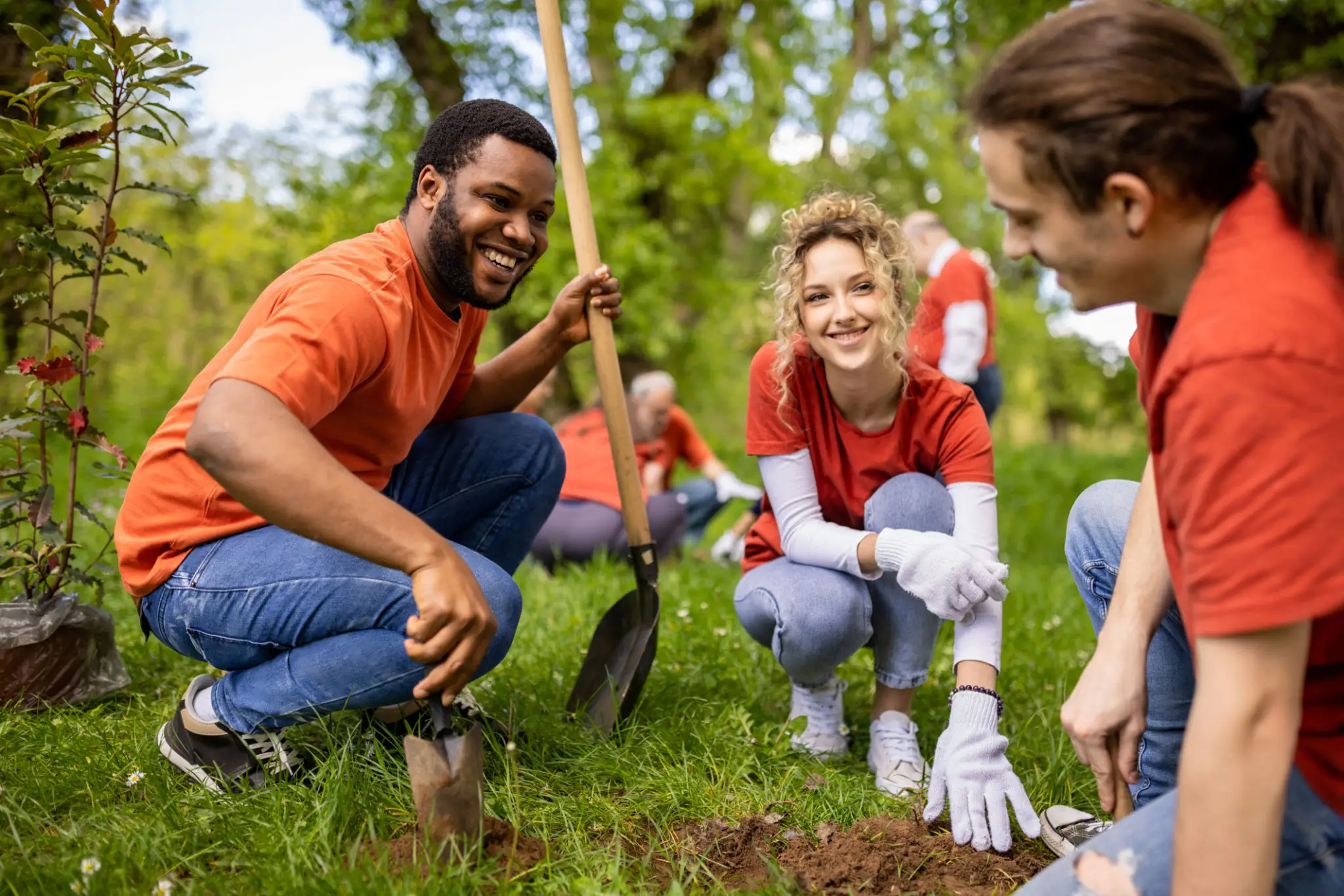 Volunteers planting a young tree in a park